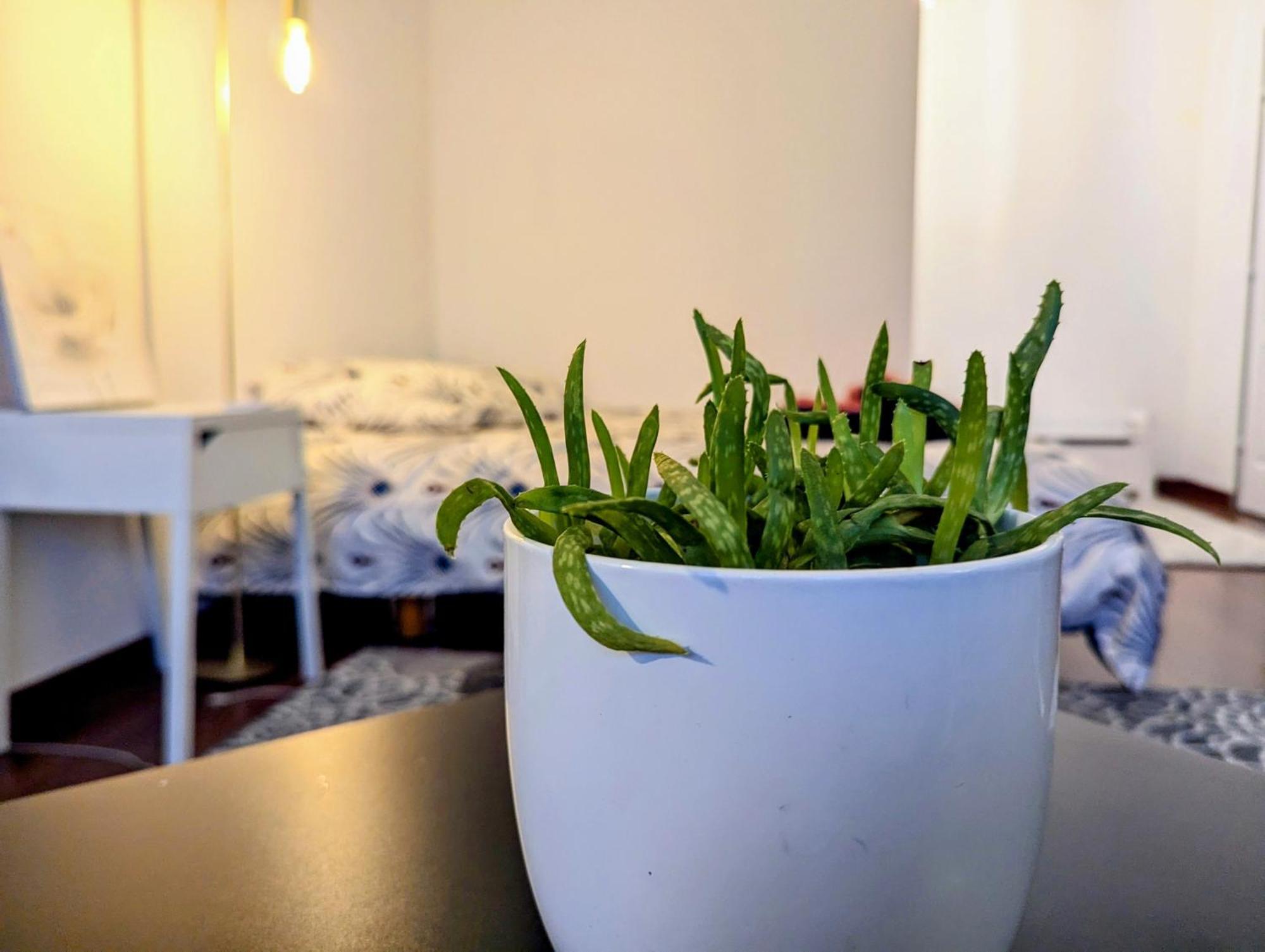 Chez Les P'Tits Loups Apartment Strasbourg Ngoại thất bức ảnh